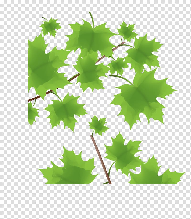 Green Maple leaf, green maple leaf decoration transparent background PNG clipart