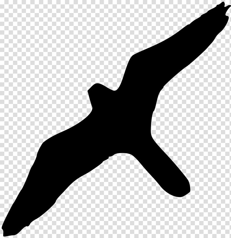 Bird of prey Peale\'s falcon Wikipedia, albatross transparent background PNG clipart