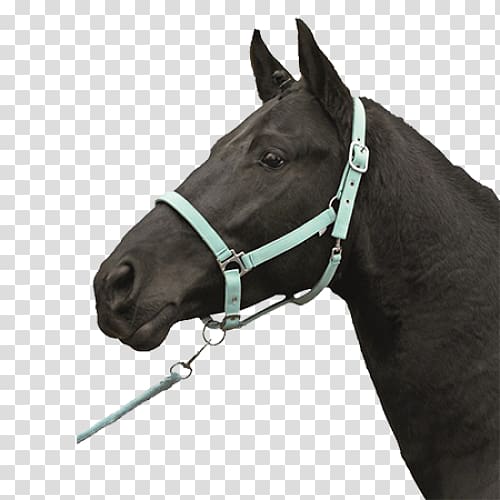 Halter Horse Tack Bridle Noseband, horse transparent background PNG clipart