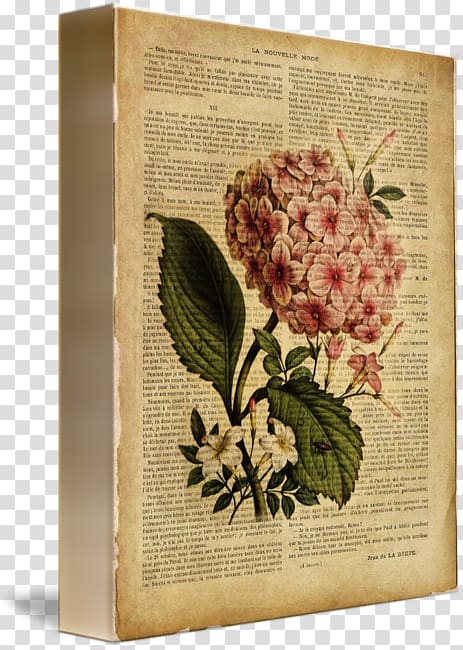 French hydrangea Botanical illustration Flower Drawing Floral design, old book page transparent background PNG clipart