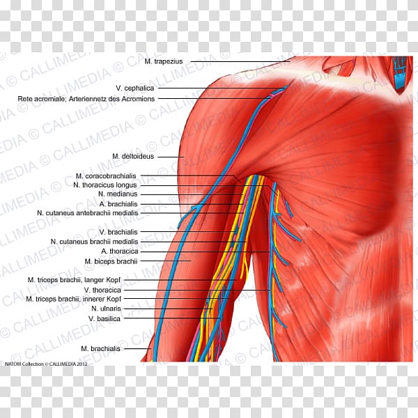 Arm Blood vessel Nerve Human body Shoulder, arm transparent background PNG clipart