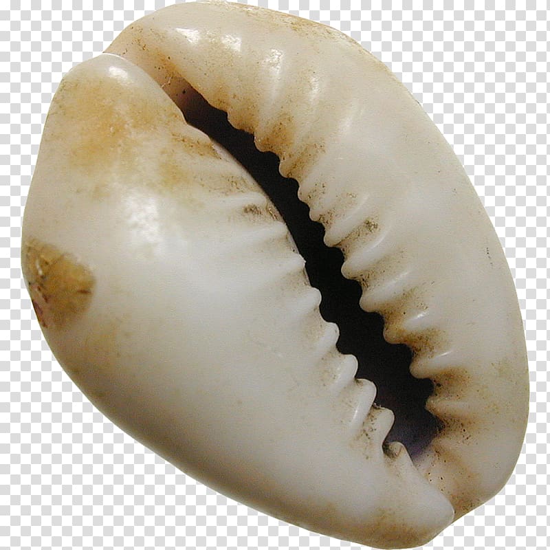 Cowrie Shells PNG Transparent Images Free Download, Vector Files