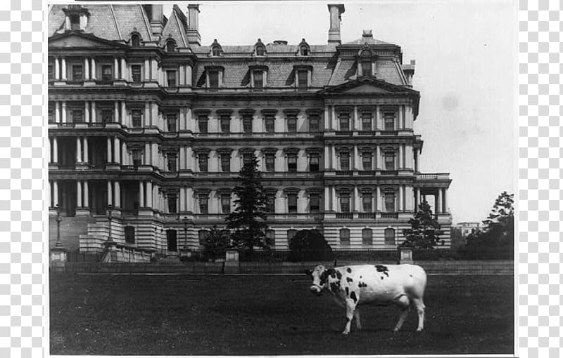 White House Cattle Executive Office Building Dog Pauline Wayne, white house transparent background PNG clipart