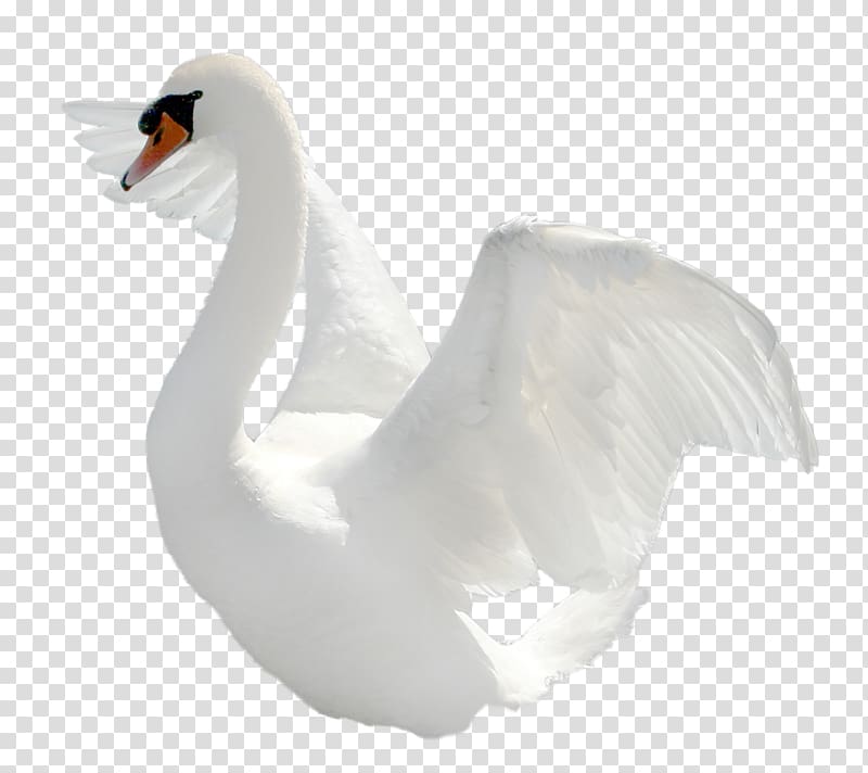 Swan transparent background PNG clipart