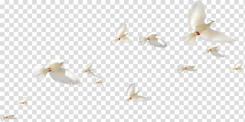 flock of white birds in flight, Rock dove Homing pigeon Bird Columbidae Flight, bird transparent background PNG clipart
