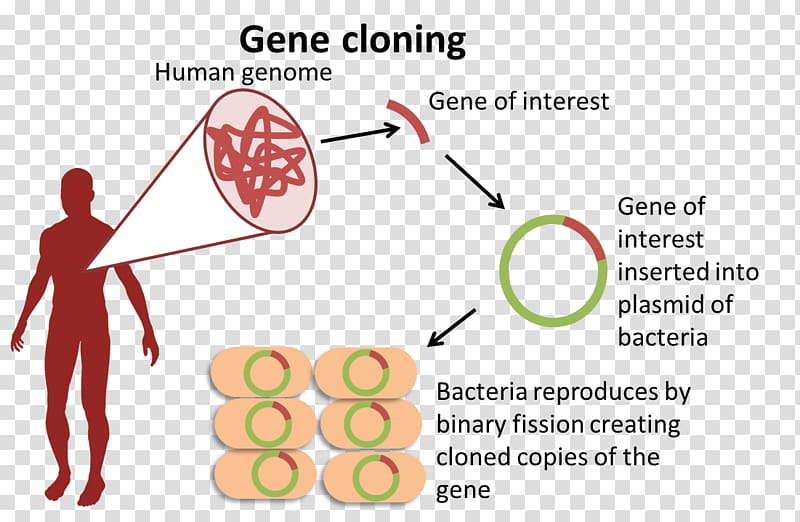Biology Genome Organism Gene Molecular cloning, Restriction Enzyme transparent background PNG clipart