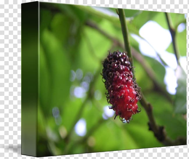 Red Mulberry Loganberry Boysenberry Tayberry kind, Abstract Fruit transparent background PNG clipart