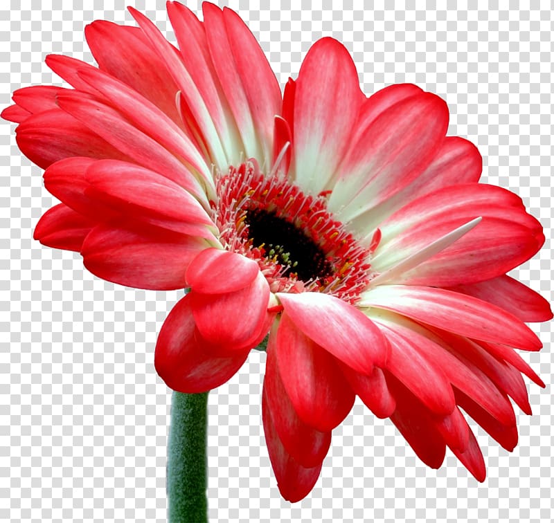 Transvaal daisy Flower bouquet Cut flowers Bloemisterij, gerbera transparent background PNG clipart