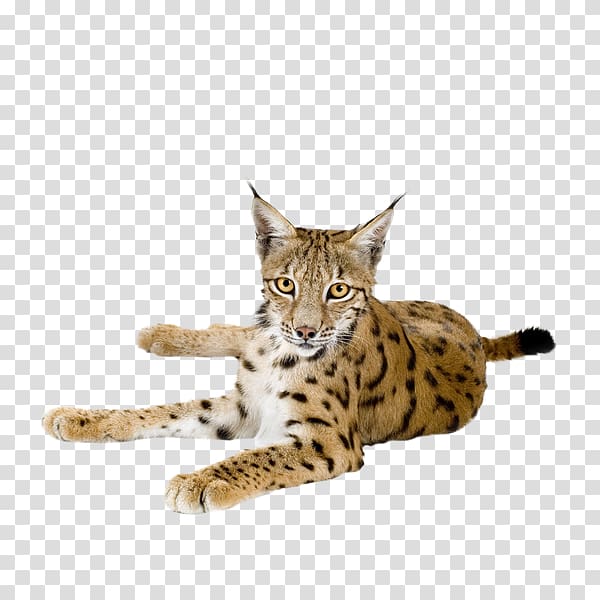 Eurasian lynx Felidae Bobcat Wildcat Portable Network Graphics, lynx transparent background PNG clipart