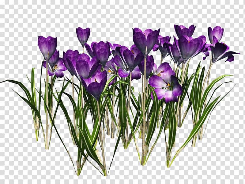 purple poppy flowers, Crocus vernus , Crocus Free transparent background PNG clipart