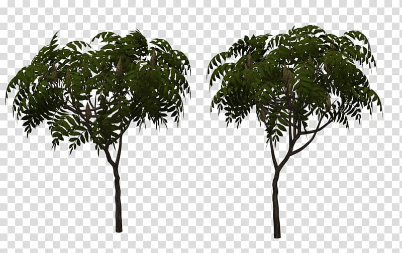 Branch Rhus typhina Tree Art, tree transparent background PNG clipart