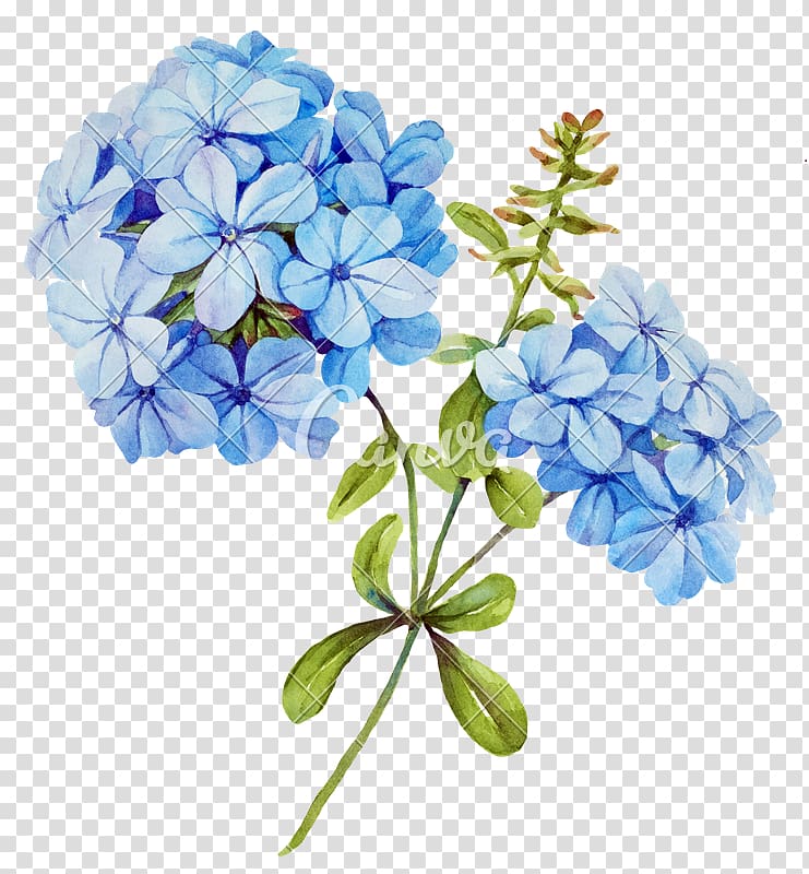 Flower Blue Jasmine , watercolor white flower transparent background PNG clipart