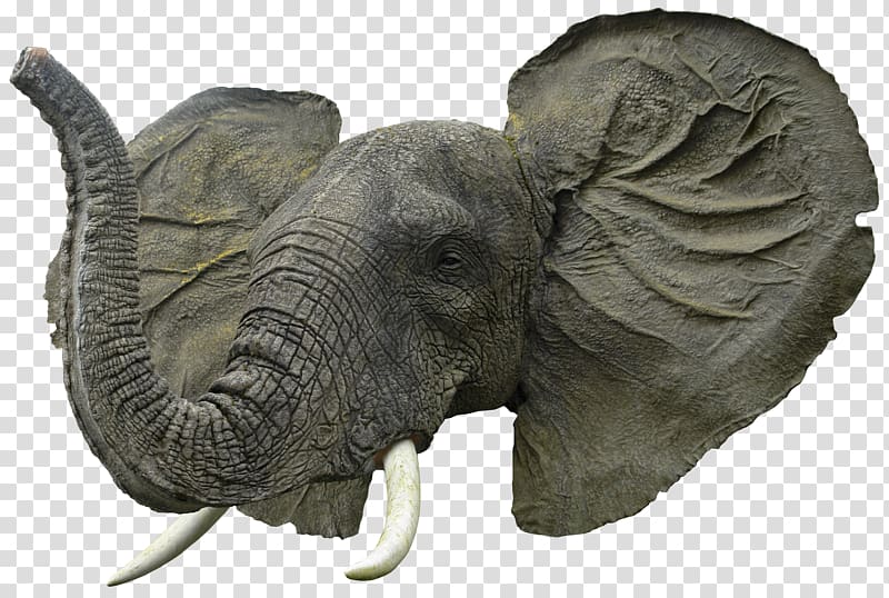 African elephant Desktop , Elephant Head transparent background PNG clipart