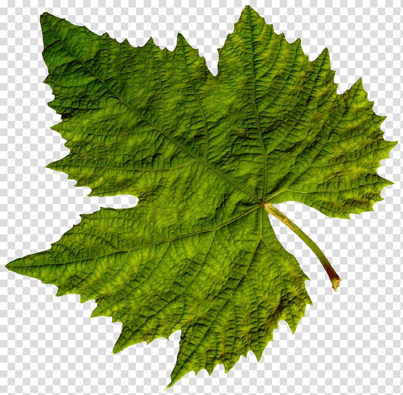 green maple leaf, Isolated Green Leaf transparent background PNG clipart