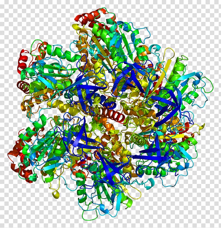 ATP synthase gamma subunit ATPase Adenosine triphosphate Protein subunit, mito class transparent background PNG clipart