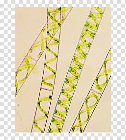 Water silk Green algae Multicellular organism Unicellular organism, Chlamydomonas transparent background PNG clipart
