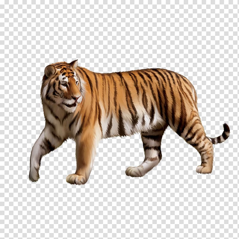 tiger transparent background PNG clipart