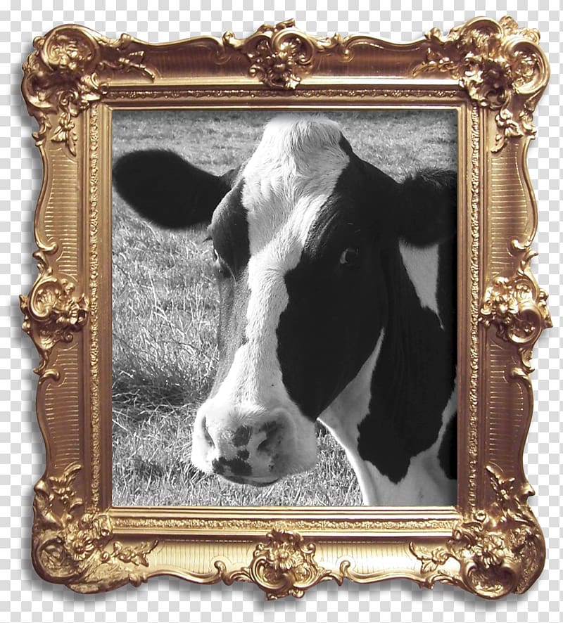 Betsy the Cow Holstein Friesian cattle Milk Dairy Bluebell the Cow, continental texture transparent background PNG clipart