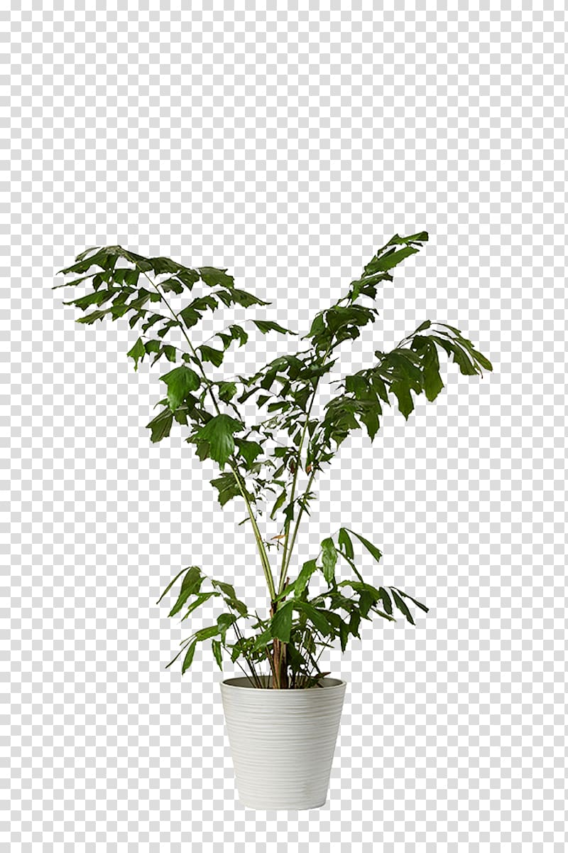 Ficus microcarpa Houseplant Flowerpot Dracaena, plant transparent background PNG clipart