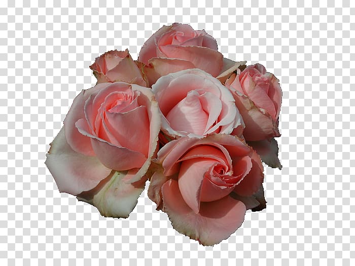 Flower Rosa Peace Hybrid tea rose , pink rose transparent background PNG clipart