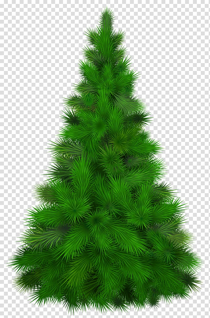 Mediterranean cypress Pine Tree , fir-tree transparent background PNG clipart