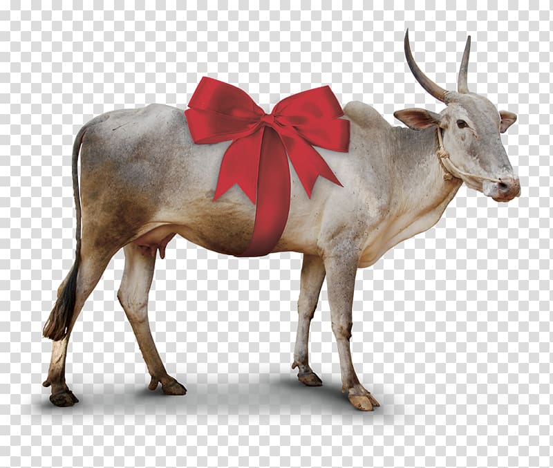 Zebu Taurine cattle cow Goat Poverty, chevre transparent background PNG clipart