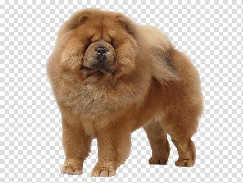 big fat chow dog transparent background PNG clipart