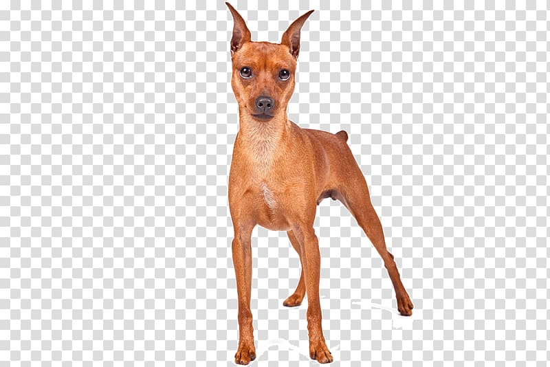 Miniature Pinscher German Pinscher Russkiy Toy English Toy Terrier Prague ratter, race transparent background PNG clipart