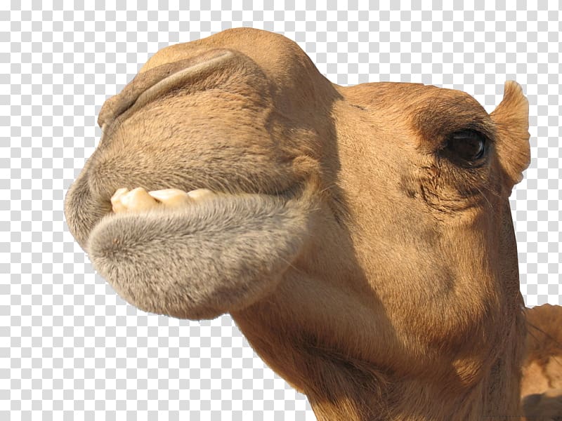 Whole stuffed camel Milk Camelids Desert, Camel Creative transparent background PNG clipart