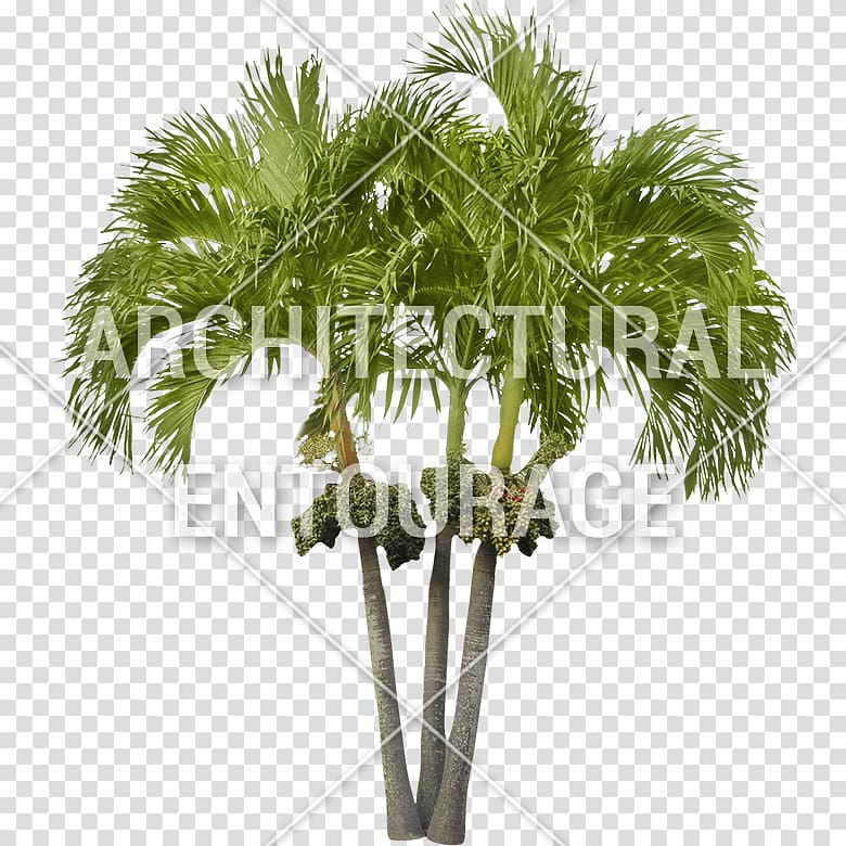 Asian palmyra palm Coconut Arecaceae Oil palms Date palm, coconut transparent background PNG clipart