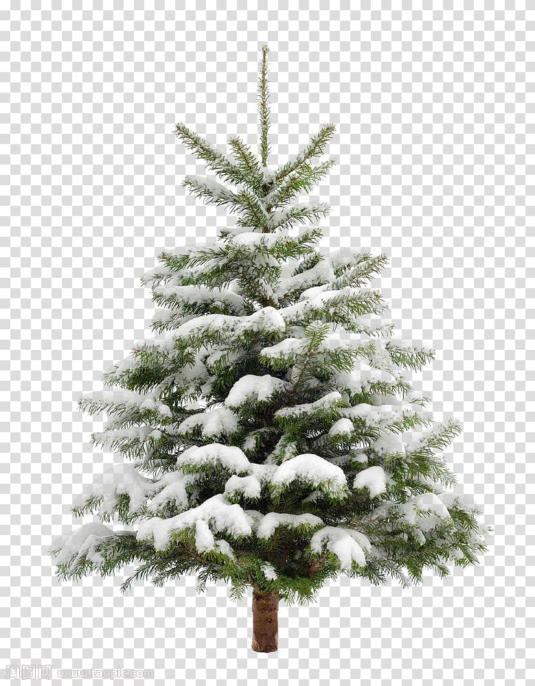 green Christmas tree, Christmas tree Snow Fir Pine, Pine trees transparent background PNG clipart