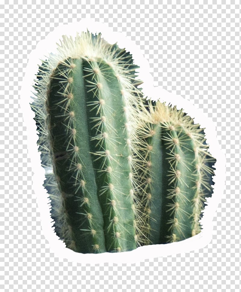 San Pedro cactus Paper Triangle cactus Drawing, cactus transparent background PNG clipart