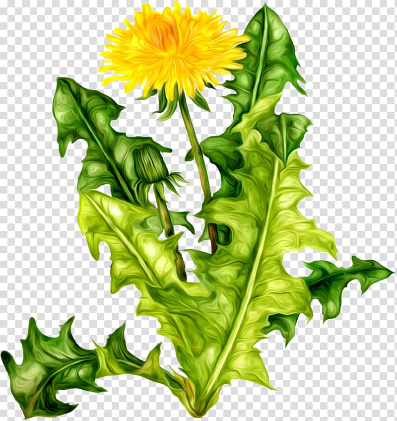 Flower Icon Dandelion , Dandelion transparent background PNG clipart