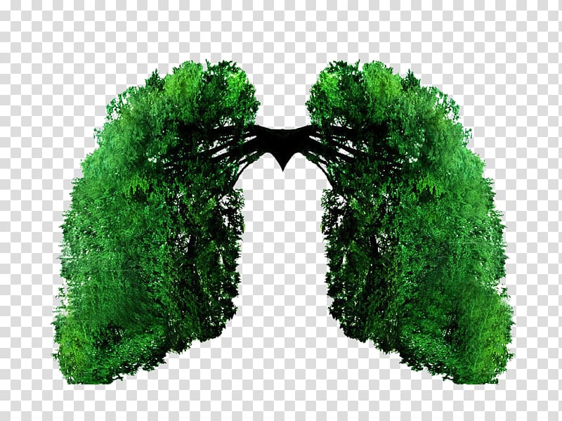 Lung Vecteur, Green design wings transparent background PNG clipart