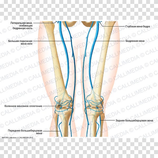 Thigh Knee Thumb Human leg Vein, others transparent background PNG clipart