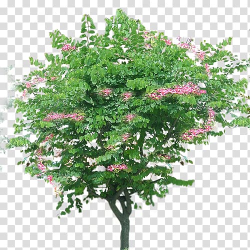 bauhinia flower tree transparent background PNG clipart