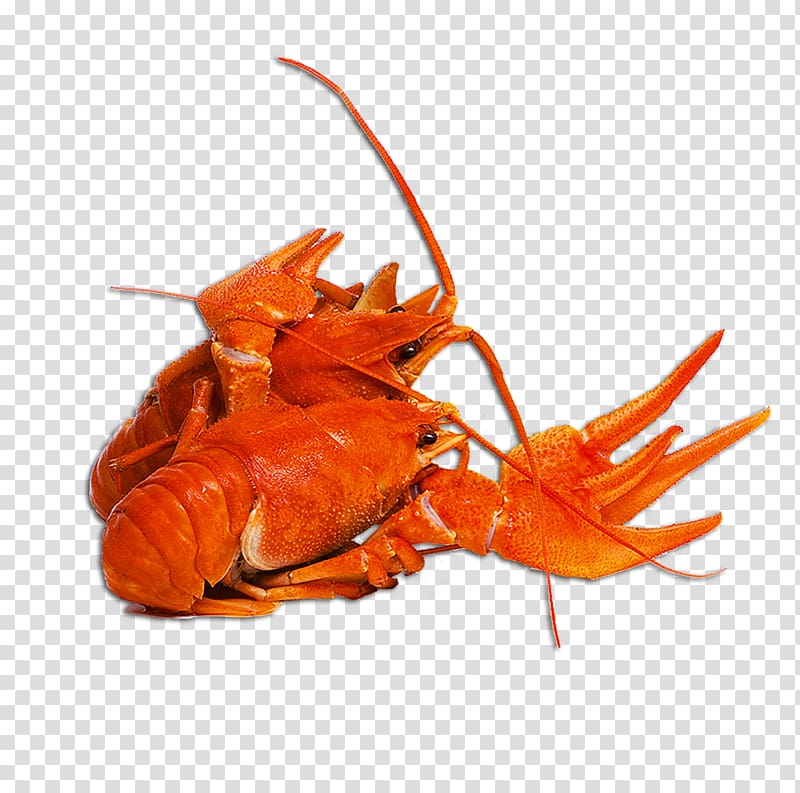 American lobster Crayfish as food Caridea Beer, beer transparent background PNG clipart