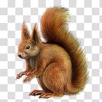 Squirrel transparent background PNG clipart