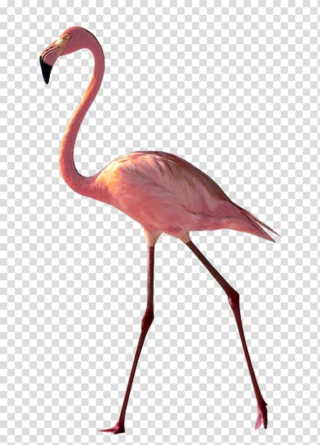 United States Bird Greater flamingo Southern cassowary, flamingos transparent background PNG clipart