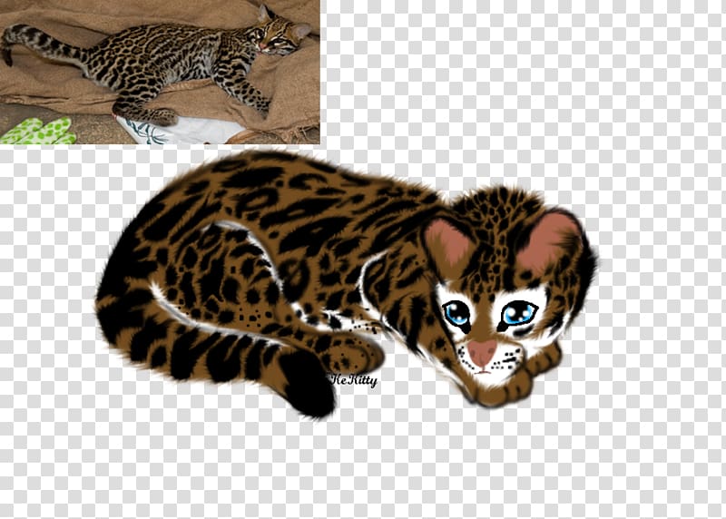 California spangled Bengal cat Whiskers Ocelot Wildcat, leopard transparent background PNG clipart