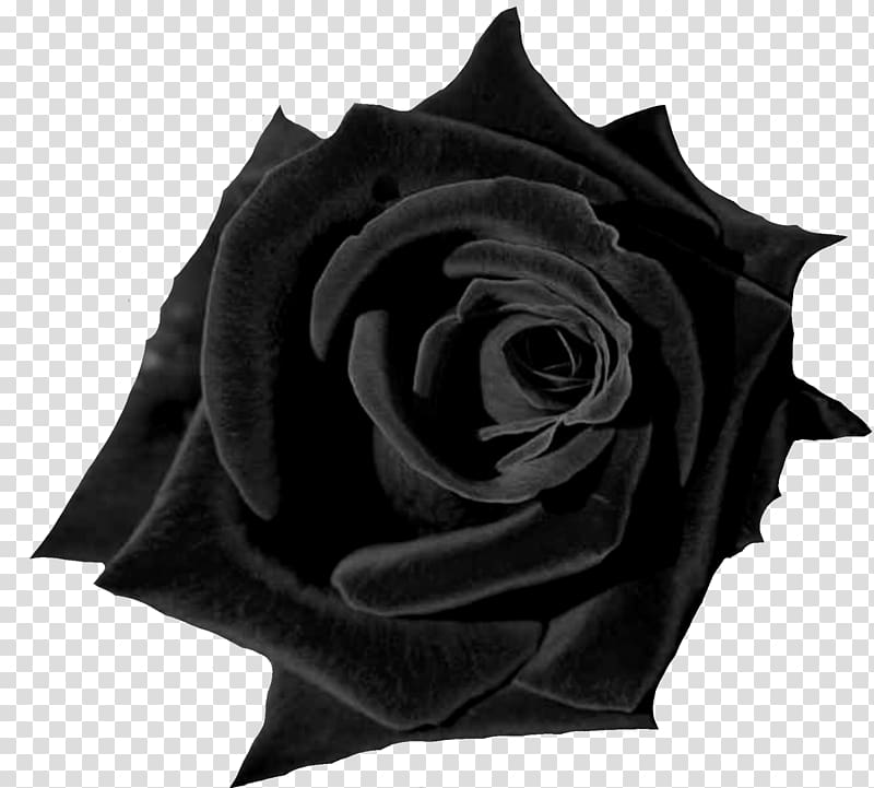 Black rose Desktop Flower Red, rose transparent background PNG clipart