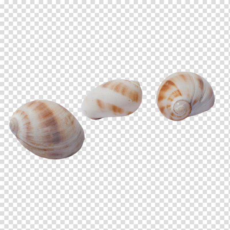 Sea snail Brown Seashell, Brown spots conch transparent background PNG clipart