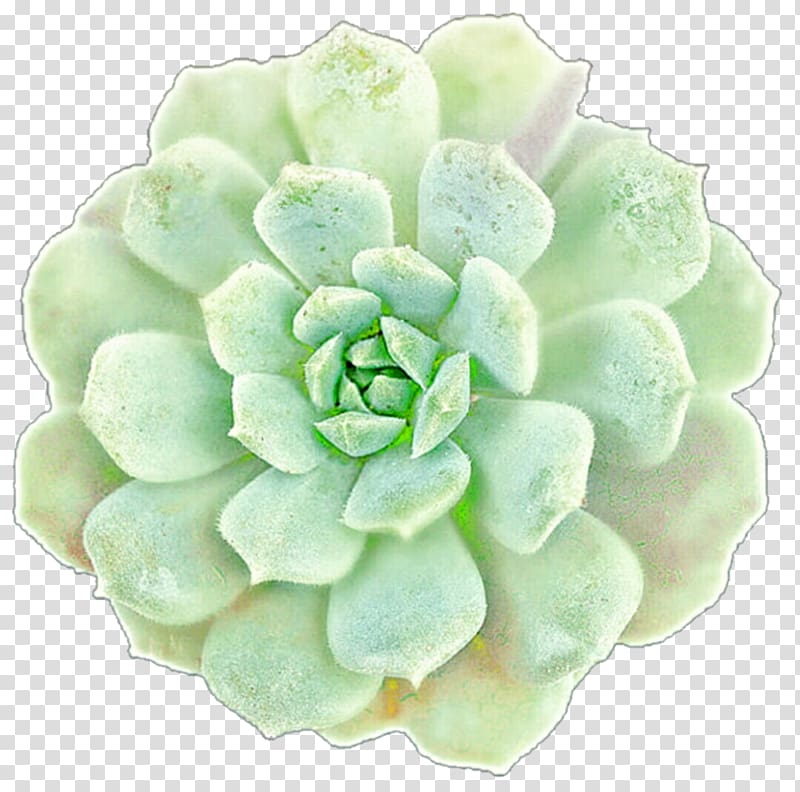 Succulent plant Drawing Jade plant Echeveria, others transparent background PNG clipart