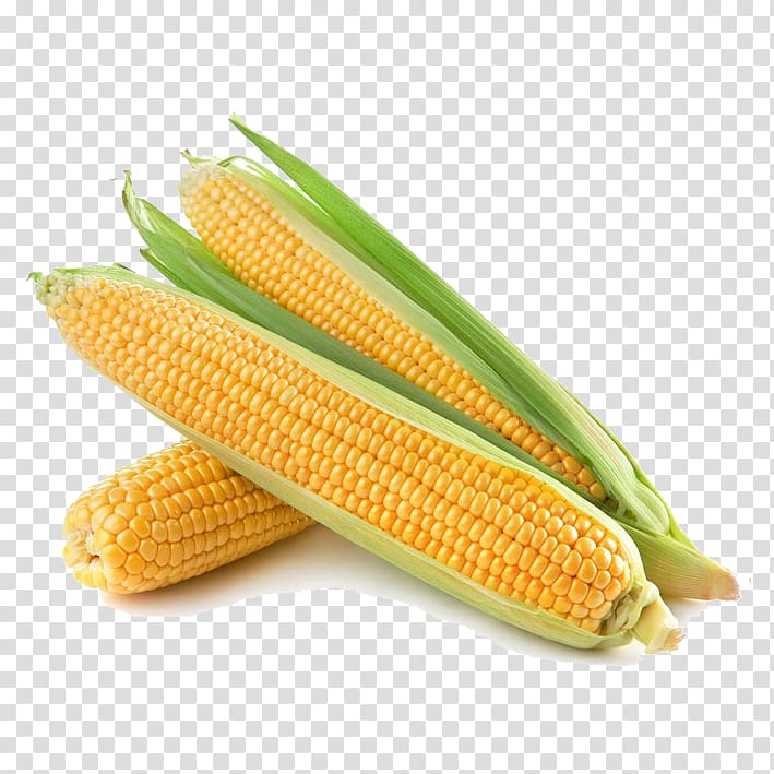 Olathe Corn on the cob Sweet Corn Festival Maize, Plump fruit corn transparent background PNG clipart