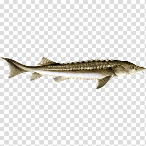 Cod 09777 Caviar Sturgeon Salmon, others transparent background PNG clipart