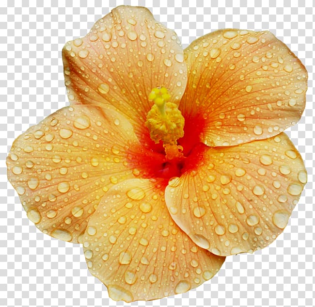 Desktop Flower Shoeblackplant Roselle, flower transparent background PNG clipart