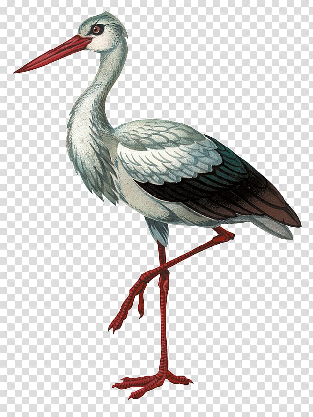 White stork Black stork Bird Красная книга Волгоградской области Beak, Bird transparent background PNG clipart