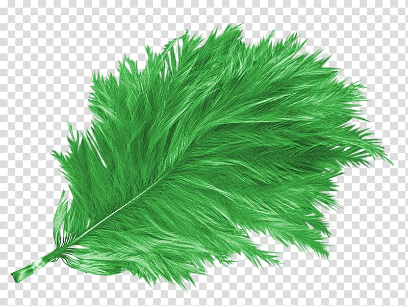 Bird Feather Green Euclidean , Beautiful birds feather,Green feathers transparent background PNG clipart