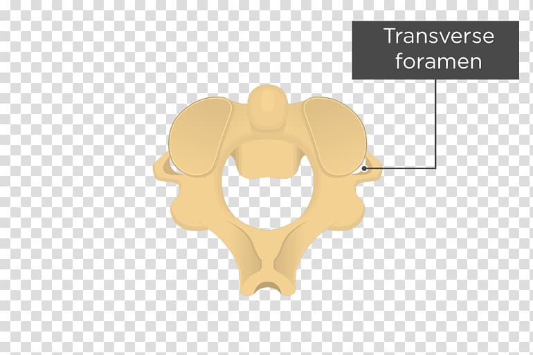 Intervertebral foramen Axis Transverse foramen Vertebral column Cervical vertebrae, Vertebral Foramen transparent background PNG clipart