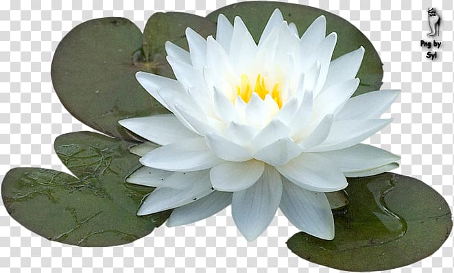 Sacred Lotus Flower Schoonheidssalon De Watertuyn Barneveld , Water tube transparent background PNG clipart